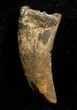 Inch Nanotyrannus Tooth From Montana #3431-1